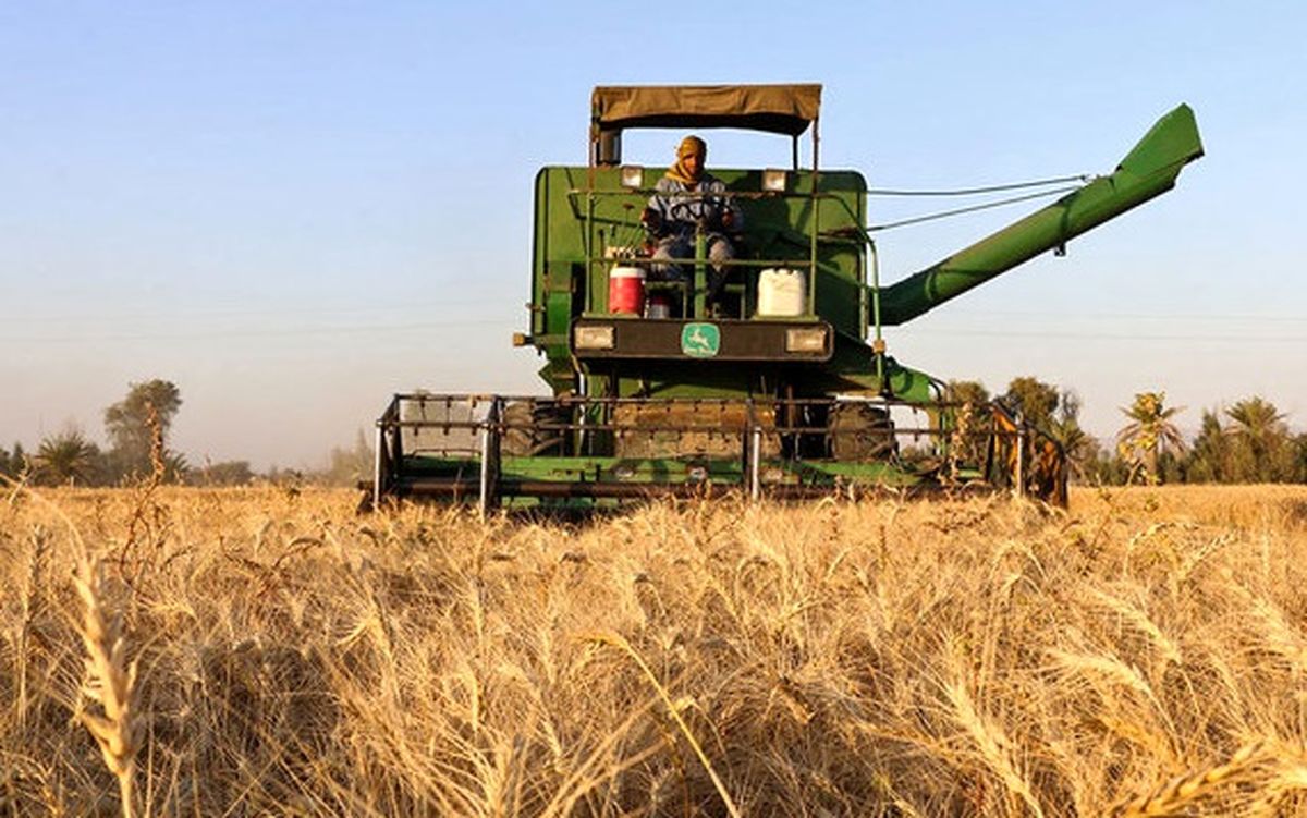افزایش ۲۸ درصدی توزیع بذر گندم‌ در قزوین