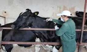 هشدار دامپزشکی خراسان رضوی نسبت به شیوع تب برفکی