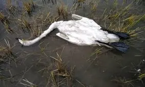 مرگ قوها در تالاب فریدونکنار بر اثر آنفلوآنزای فوق حاد پرندگان