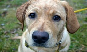 آیا بریدن آلت تناسلی سگهای رباط‌کریم توسط شهرداری صحت دارد؟