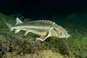 ۱۵ کیلوگرم ماهی خاویاری در مازندران کشف شد