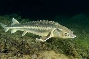 ۱۵ کیلوگرم ماهی خاویاری در مازندران کشف شد