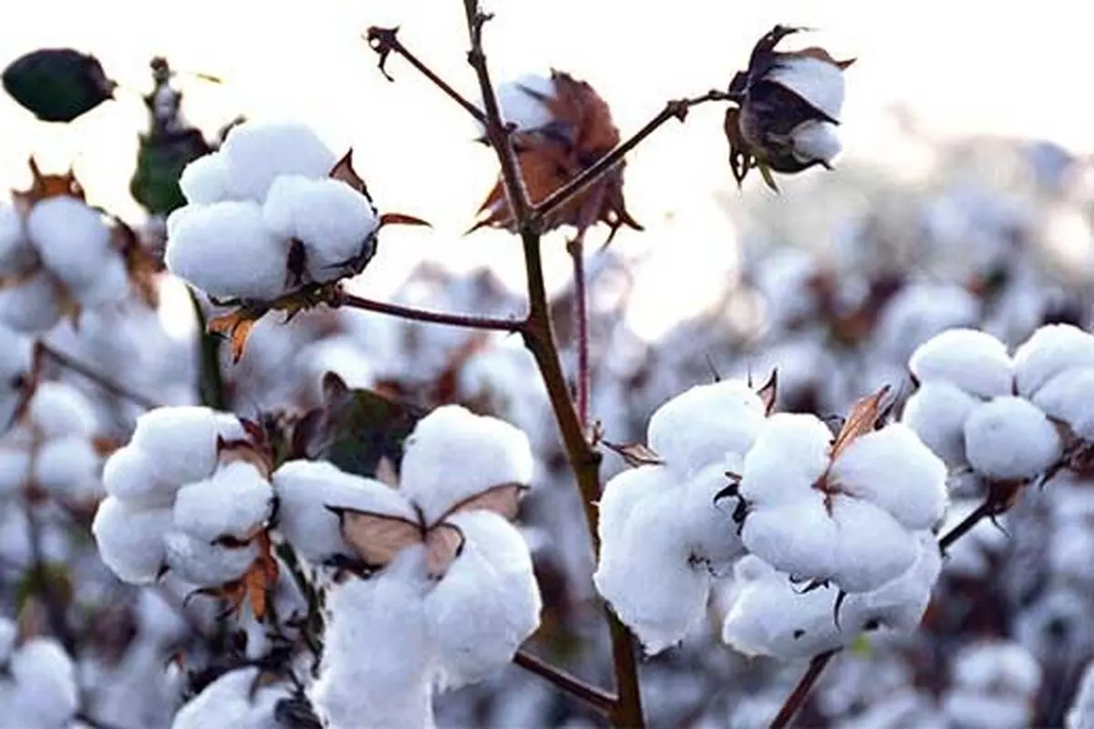 خسارت ٢۵ درصدی سرمای پاییزی به کشتزارهای پنبه نیشابور