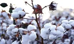 خسارت ٢۵ درصدی سرمای پاییزی به کشتزارهای پنبه نیشابور
