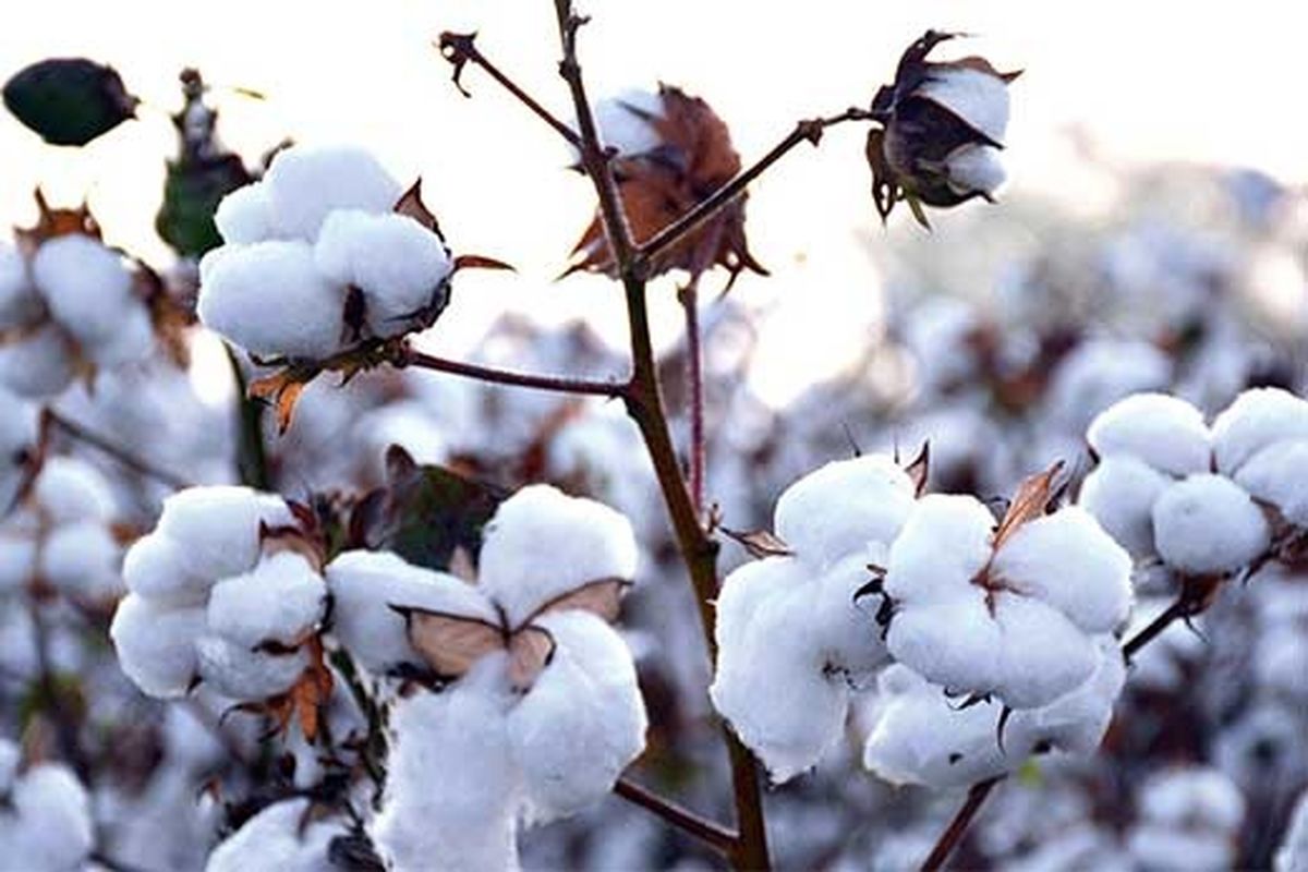 خسارت ٢۵ درصدی سرمای پاییزی به کشتزارهای پنبه نیشابور
