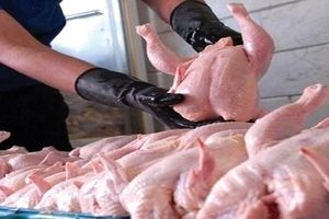 راهکارهای تشخیص گوشت تازه و سالم مرغ