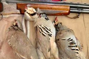 دستگیری عامل شکار پرندگان وحشی در نهبندان