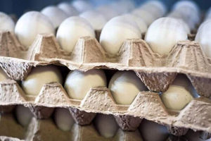 علت اصلی افزایش قیمت تخم مرغ