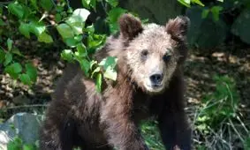 دلهره در عملیات‌ نجات ۸ ساعته