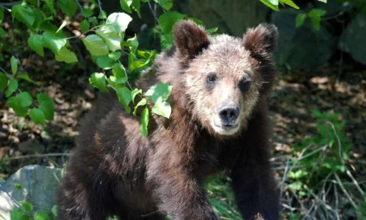 دلهره در عملیات‌ نجات ۸ ساعته
