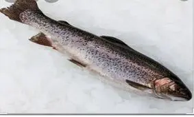 آغاز طرح پایش ماهیان سرد آبی در لرستان