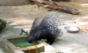 آیا جوجه تیغی و تشی‌ها تیغ پرتاب می‌کنند؟