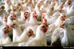 ویروس آنفلوآنزای پرندگان چگونه در مواد غذایی از بین می‌رود؟