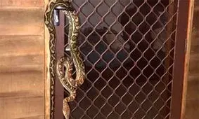 وحشت یک زن از دیدن موجودی که آویزان بود/ عکس