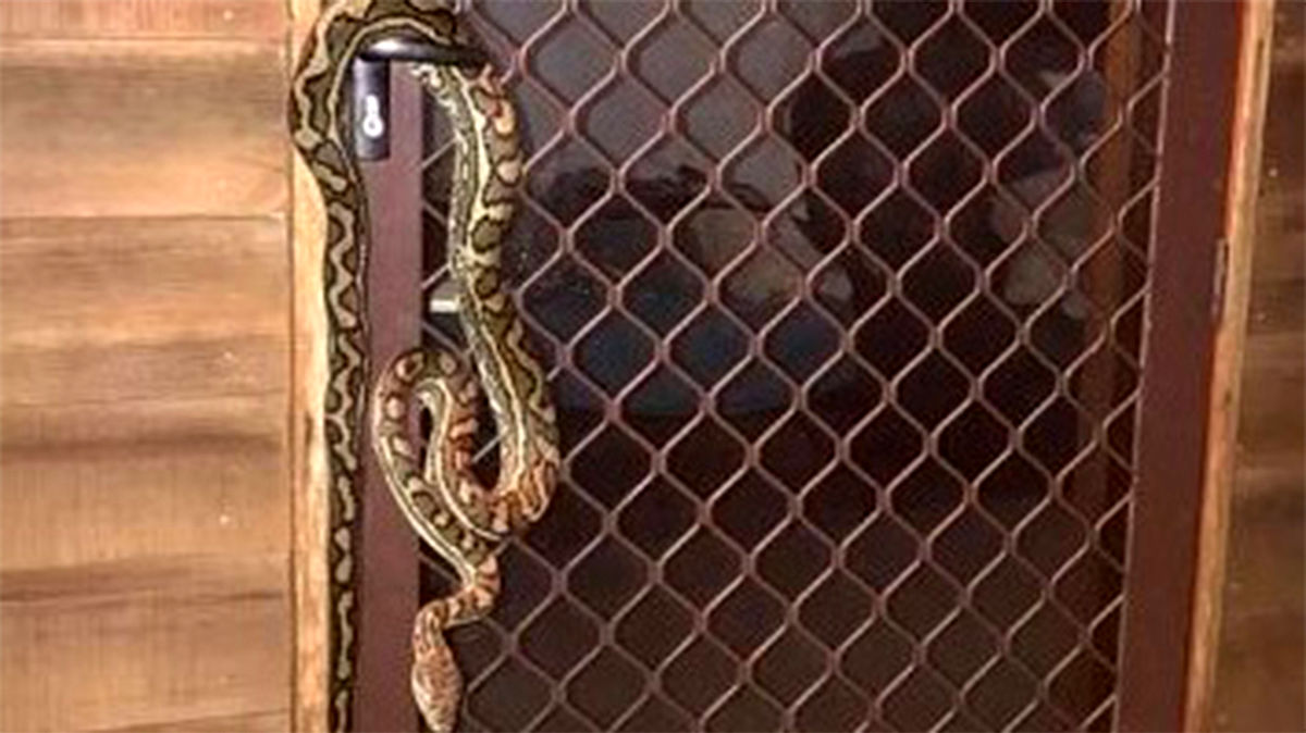 وحشت یک زن از دیدن موجودی که آویزان بود/ عکس