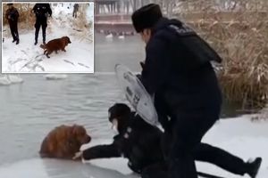 نجات سگ در حال یخ زدن توسط پلیس
