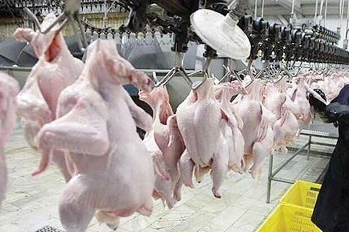 ورود ۹۰ تن گوشت گرم مرغ به بازار زنجان و رفع دغدغه مصرفکنندگان