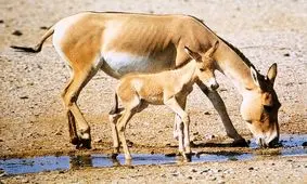 کاهش خطر انقراض گورخر ایرانی با حفاظت و تکثیر در سایت ابرکوه