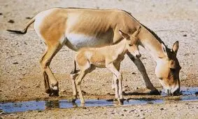 کاهش خطر انقراض گورخر ایرانی با حفاظت و تکثیر در سایت ابرکوه