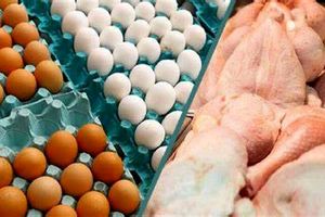 عرضه مرغ و تخم مرغ با قیمت مصوب از امروز در فارس