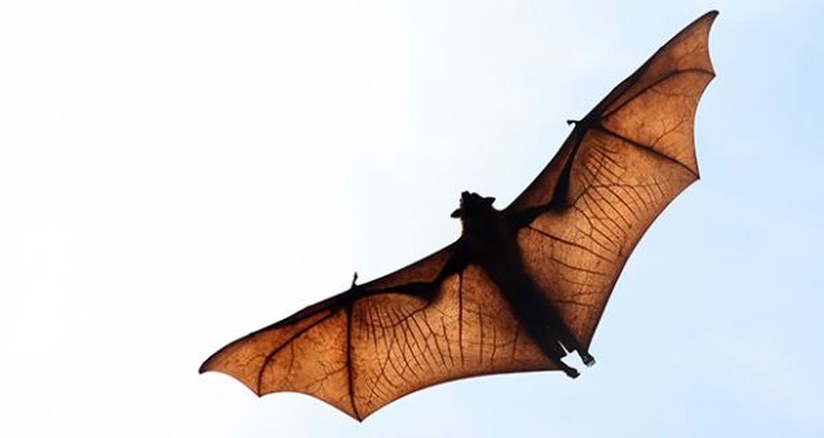 خفاش‌ها ناقل ویروس‌های بعدی به انسان هستند