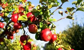 آذربایجان غربی بزرگ‌ترین تولیدکننده سیب کشور است