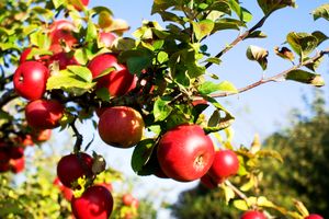 آذربایجان غربی بزرگ‌ترین تولیدکننده سیب کشور است