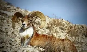 سرشماری حیات وحش شهرستان "لامرد" فارس