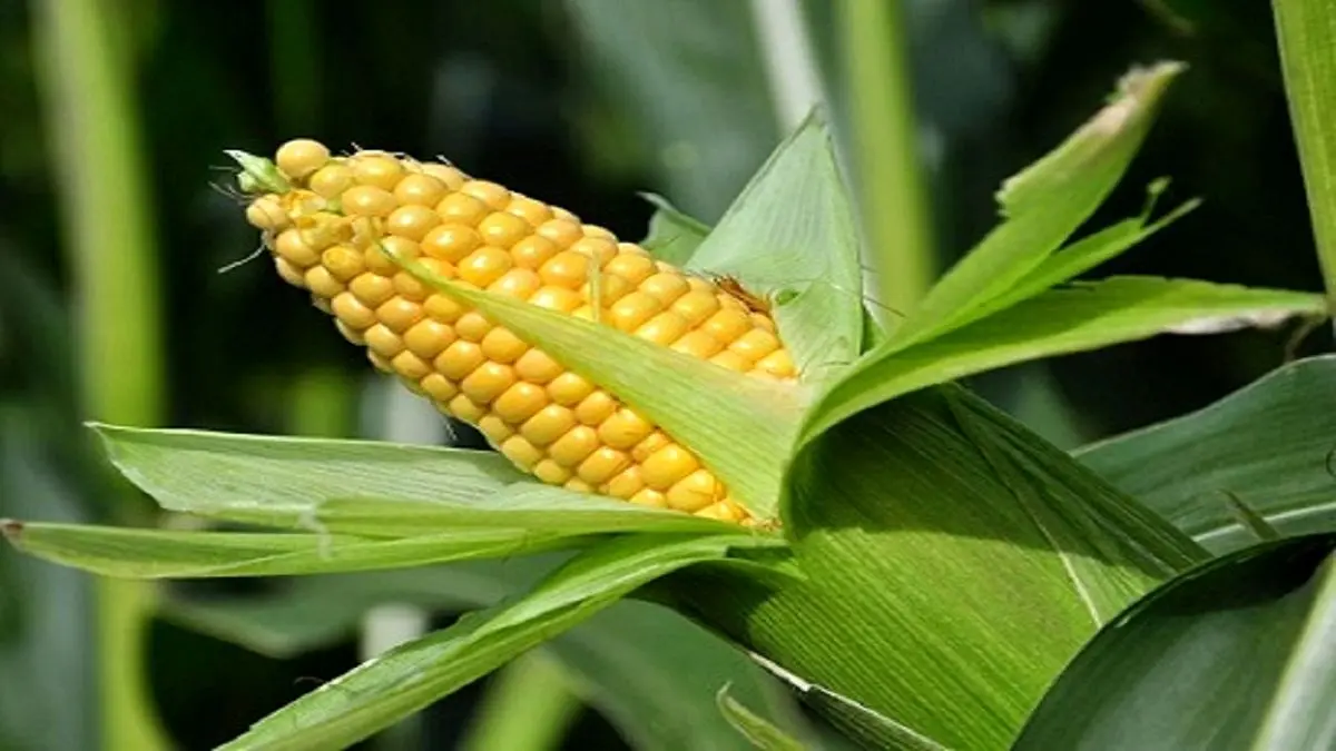 خوزستان قطب تولید ذرت دانه‌ای در کشور