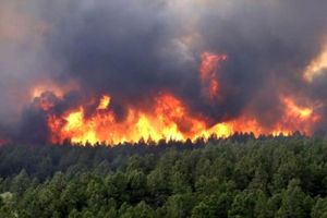هشدار سازمان محیط زیست نسبت به آتش سوزی در جنگل‌ها