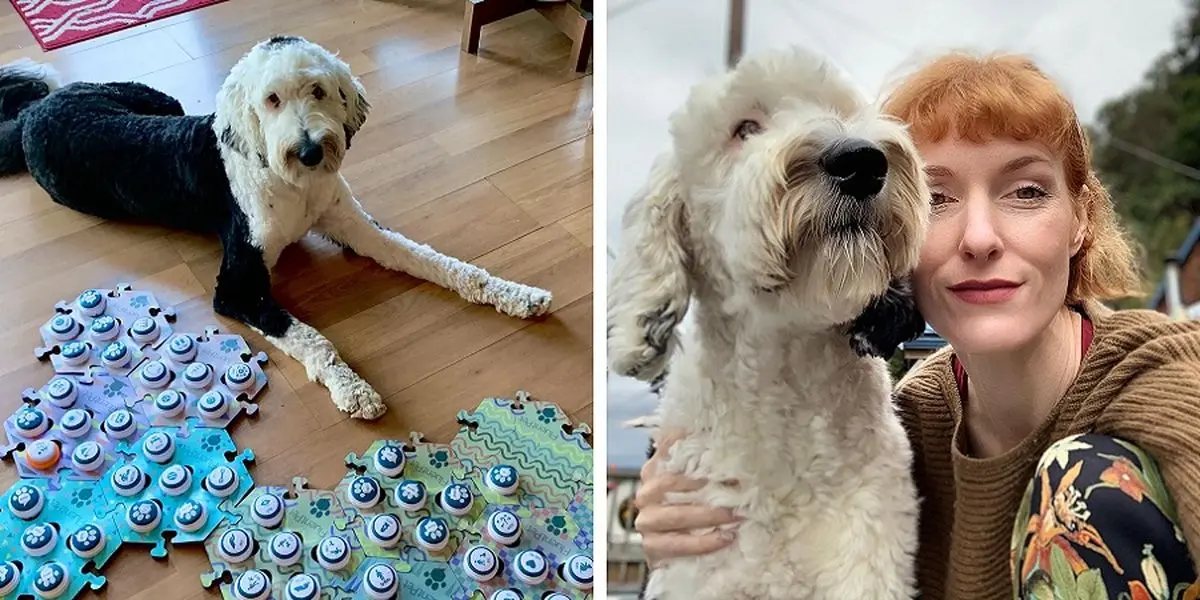 بانی، سگ سخنگو که سوژه تحقیقات دانشمندان شده/ ویدئو