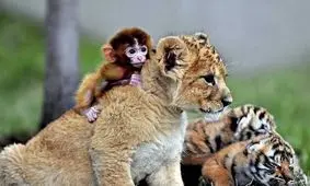 نود درصد از گونه‌های جانوری جهان تا سال ۲۰۵۰ آواره می‌شوند