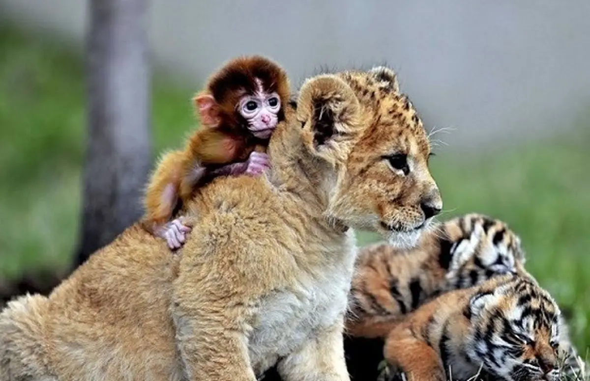 نود درصد از گونه‌های جانوری جهان تا سال ۲۰۵۰ آواره می‌شوند