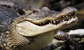 صحنه عجیب خوردن یک تمساح توسط تمساح بزرگتر/ عکس