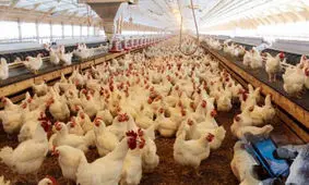 گلایه های مرغداران هرمزگان از سامانه بازارگاه و نظام حمل و نقلی