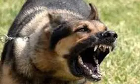 سگ‌های نگهبان اشرار فراری را زمین گیر کردند