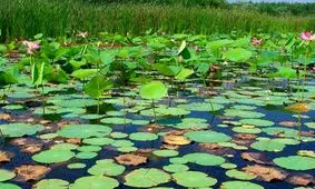 ایجاد فرصت ممتاز ملی برای نجات تالاب انزلی