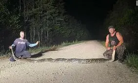 مار پیتون به زودی به منوی غذای رستوران‌های فلوریدا اضافه می‌شود