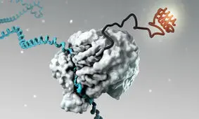 پیامرسان RNA واکسن کرونا را برای ما آورد؛ آیا درمان را هم خواهد آورد؟