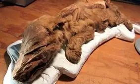 شناسایی فسیل سالم و کامل گرگ ۵۷ هزار ساله