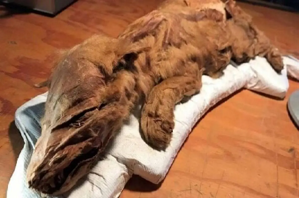 شناسایی فسیل سالم و کامل گرگ ۵۷ هزار ساله