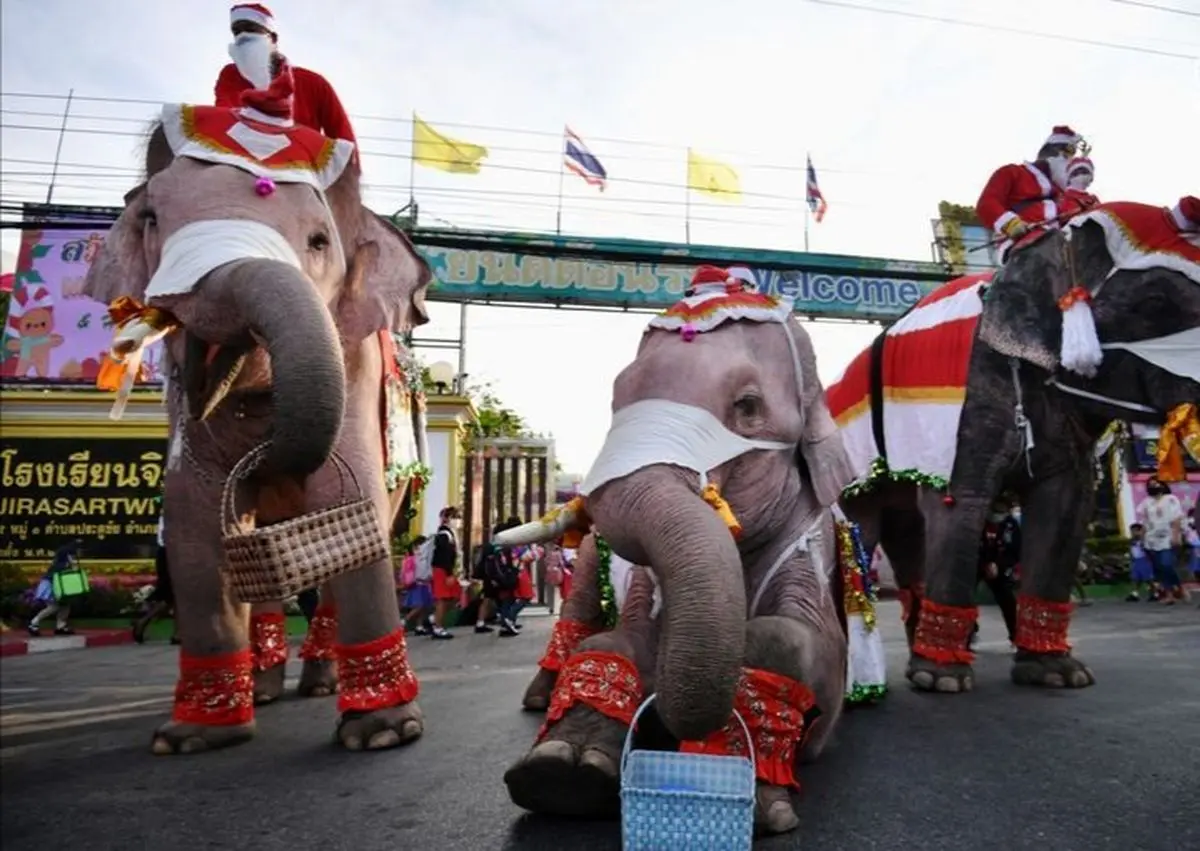 وقتی فیل‌ها ماسک هدیه می‌دهند!/ تصاویر