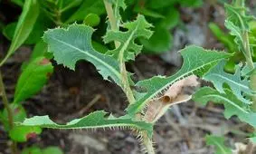 قوی‌ترین گیاه دارویی برای تسکین درد/ کاهوی وحشی را بشناسیم