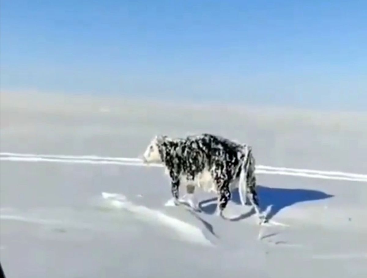 گاوی که در اثر شدت سرما ایستاده یخ زد!/ ویدئو
