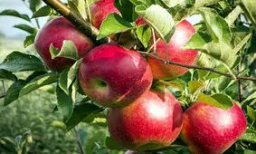 آذربایجان‌غربی تولیدکننده ۳۰ درصد سیب کشور است