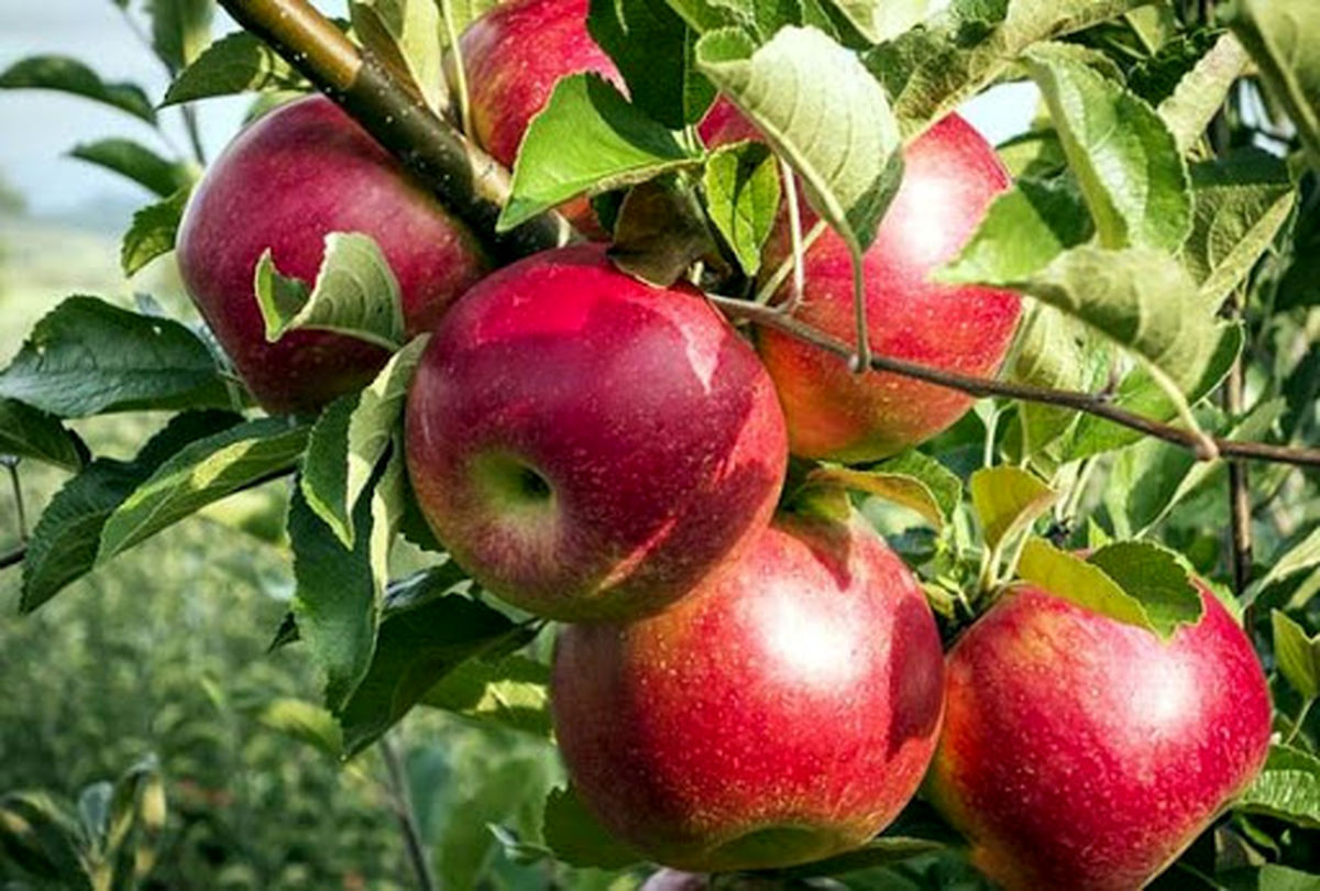 آذربایجانغربی تولیدکننده ۳۰ درصد سیب کشور است