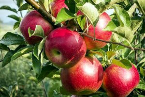 آذربایجان‌غربی تولیدکننده ۳۰ درصد سیب کشور است