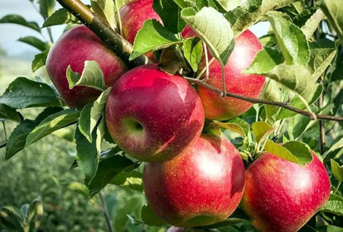آذربایجان‌غربی تولیدکننده ۳۰ درصد سیب کشور است