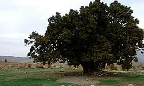 خطر انقراض اُرس کوهی در ساردوئیه جیرفت/ به روایت تصاویر