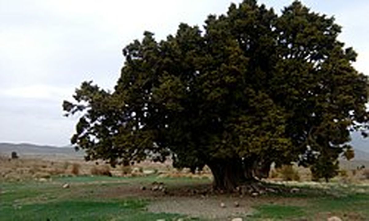 خطر انقراض اُرس کوهی در ساردوئیه جیرفت/ به روایت تصاویر